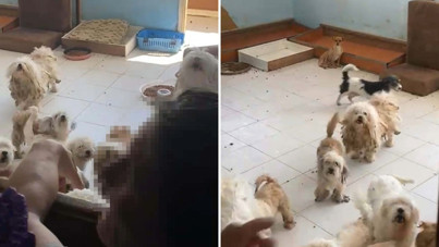 20 köpeği sağlıksız şekilde evde tutan kadına 830 bin TL ceza