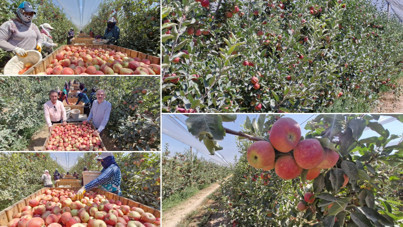 Zirai donun vurduğu kentte elma hasadı buruk başladı