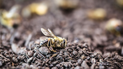 Bilim dünyası ikiye bölündü: Altıncı kitlesel yok oluşun ortasında mıyız?