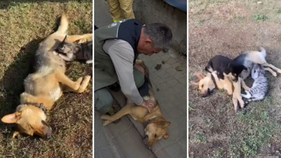 Orman işçisi kurtarmak için çok uğraştı ama olmadı: Öksüz hayatını kaybetti