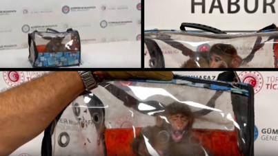 Sınır kapısında yakalandı, böyle sergilendi