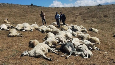 Sürüye yıldırım düştü: 58 koyun öldü