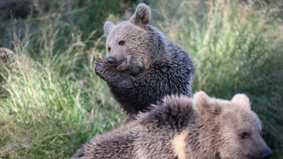 Yurt mutfağında vahşet: Ayıyı parçaladılar