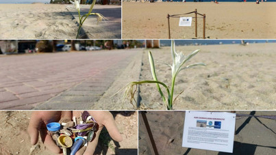 Kuşadası sahillerinde yıllar sonra yeniden kum zambağı görüldü