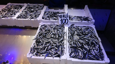 Hamside büyük endişe: Sezon kısa sürebilir