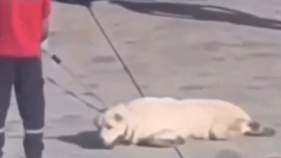 İGA'dan havalimanında köpeğe eziyet açıklaması