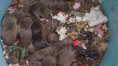 Hayvandan insana geçiyor: Bu yıl 162 kişi öldü