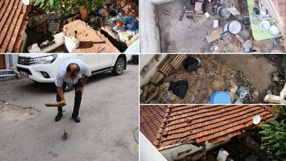 Mahallede fare paniği! Kedi kadar olanları var...