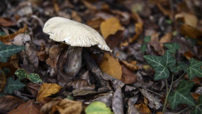 Mantar tüketen çifti ölüm ayırdı