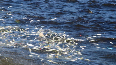 İzmir'de balık ölümleri sürüyor