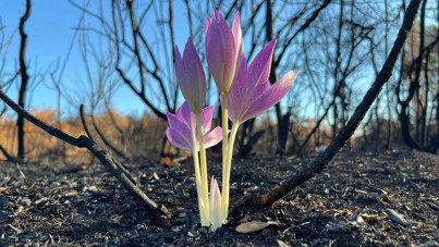 Alevlerin ardından yükselen umut