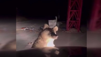 Risk aldı, ayılarla kanka oldu