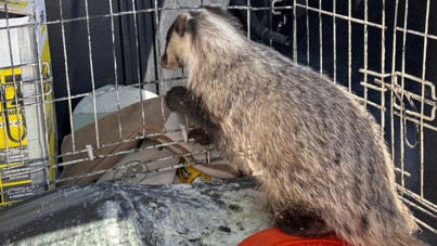 Psikolojisi bozulan porsuk tedavi edildi