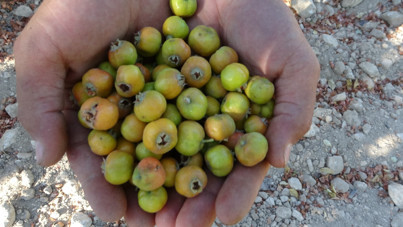 'Şifa deposu'nun hasadı Malatya’da başladı: Kilosu 250 liradan satılıyor