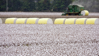 '40 liranın altı pamuk üreticisinin sonu olur'