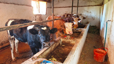 Kütahya'da şap alarmı: Hisarcık ilçesi karantinaya alındı