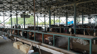 Eskişehir’de şap hastalığı çıkan mahallede hayvan pazarı kapatıldı