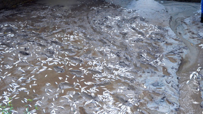 Selin vurduğu tesiste alabalıkların 'oksijen' mücadelesi