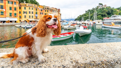 'Turist' köpeklerden de vergi alacaklar