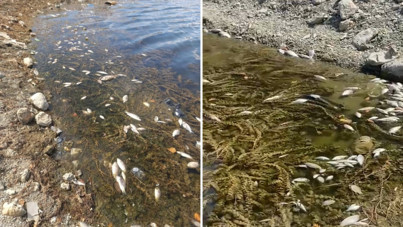 Kütahya’da endişe yaratan balık ölümleri: Baraja kimyasal mı karıştı?