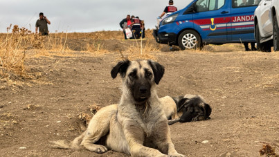 Köpekleri, öldürülen sahibinin yanından ayrılmadı
