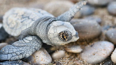 232 bini denize ulaştı, yalnızca 500’ü büyüyecek