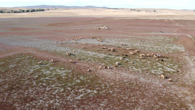 Baraj kurudu, hayvanlar havzada otlatılıyor