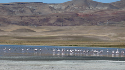 Kuş cennetinde ürküten görüntü