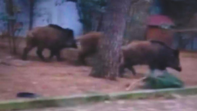 Aç kalan yaban domuzları şehre indi