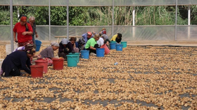 Tarlada milyonlarca dolarlık kayıp