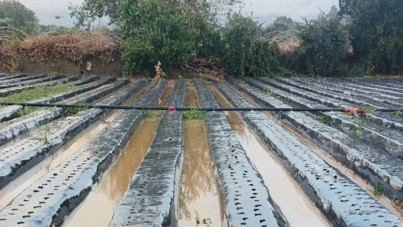Sofralara gelmeden sele kapıldı: Sağanak yağış çilek tarlalarını vurdu