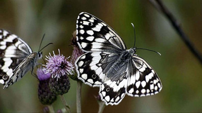 Korkutan uyarı: İki tür yok olma tehlikesi altında