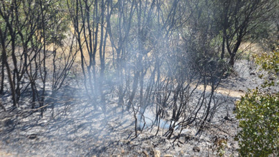Alevler zeytinliğe sıçradı, 10 dönüm alan zarar gördü