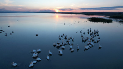 Manyas Kuş Cenneti’nde sonbahar şöleni: Pelikanlar ve flamingolar göç yolunda