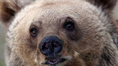 Ülkede ayı saldırıları alarmı