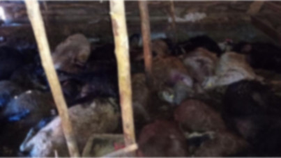 Ağıla yıldırım düştü: 45 hayvan öldü