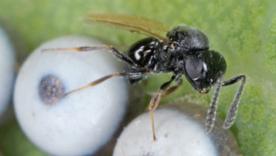 Kahverengi kokarcaya karşı 1 milyon samuray arısı salındı
