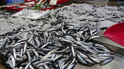Hamsi için tehlike çanları