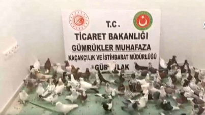 Sınırda 85 adet 'cancan' ele geçirildi