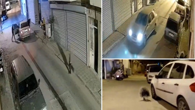 Oklu kirpi otomobilin altında can verdi: Sürücü yoluna devam etti