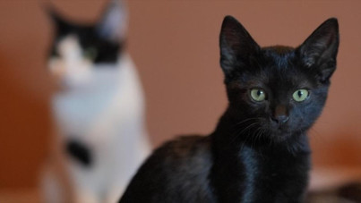 Cadılar Bayramı'nda kara kedi yasağı