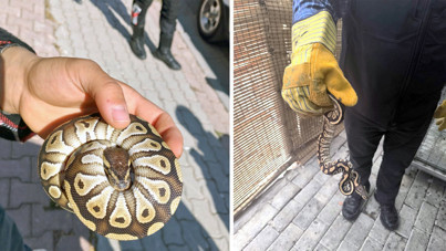 Cebinden yavru piton çıktı