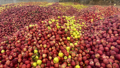Döküntü elmalar meyve suyu olacak