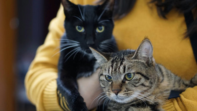 AB kedi ve köpekler için ortak kurallar getiriyor