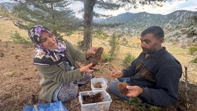 Firari arılar doğal yuvalarına götürüyor: Kilosu 5 bin TL