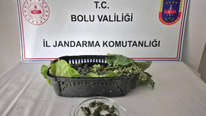 Yolcu otobüsünden 500 tane istilacı kaplumbağa çıktı