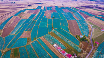 Hasat başladı: 150 milyon TL gelir bekleniyor