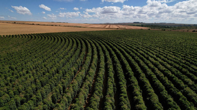 Kahve üretimi 20 yılda 737 bin hektarlık ormanı yok etti