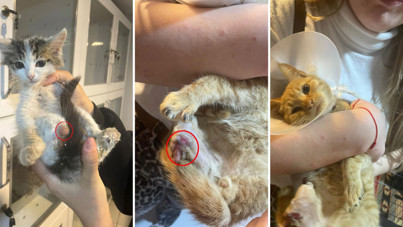 Vahşet: Büyü için hayvanların uzuvlarını kesmişler