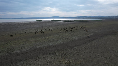 Balıkçıların gözdesiydi, koyunlara kaldı